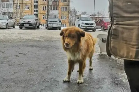 Пропала собака в Воткинске - помогите найти!