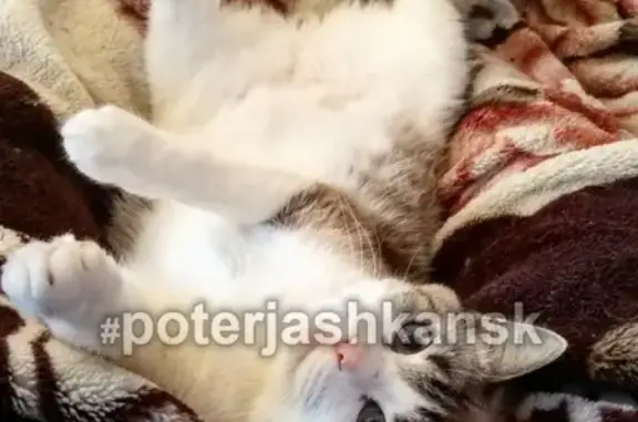 Кошки потеряшки, Новосибирск, фото: Потеряшка кошка в Октябрьском районе, ул. Воинская, Артиллерийская, Дунайская, Алтайская.