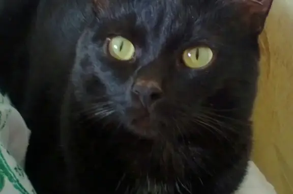 Кошки потеряшки, поселок Рыбное, фото: Потеряшка кошка в Рыбном, МО. Вознаграждение гарантировано