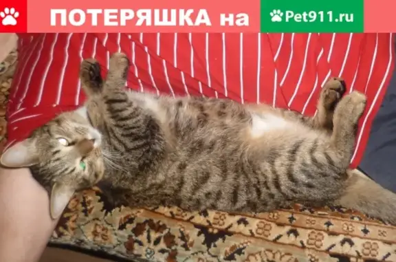 Пропал кот на ул. Чкалова, 26 (ВНИМАНИЕ: хромает)