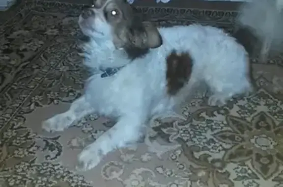 Найдена собака в Мурманске, ищем хозяина