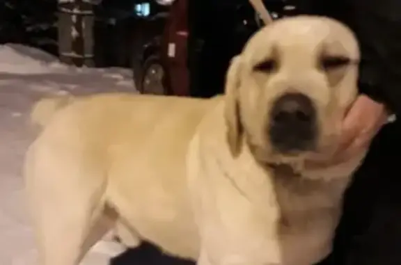 Найдена собака в селище, Кострома