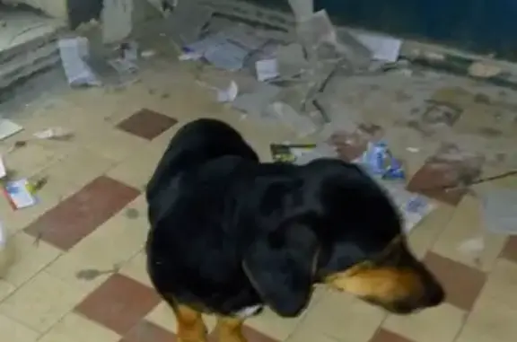 Найдена собака в Ленинском районе, Алтайский переулок 26