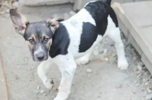 Пропала собака Мэйсон-2 в Первоуральске, поселок Динас