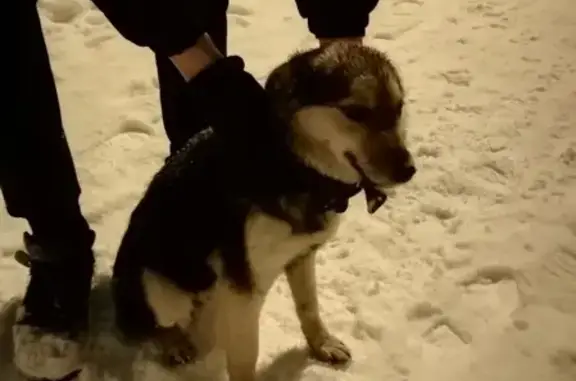 Найдена собака на проспекте Победы