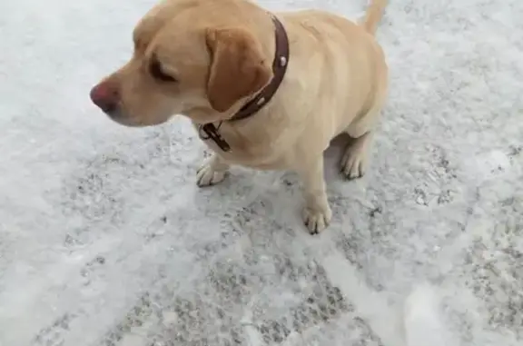 Собака на ГЭСе ищет хозяина в Набережных Челнах