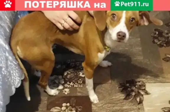 Найдена собака в ЛО, Ломоносовский район, Гостилицы