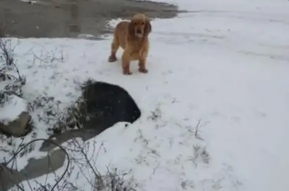 Найдена собака в Кочубеевском селе