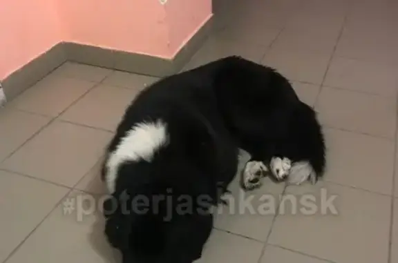 Найден взрослый пёс на ул. Сержанта Коротаева, Бугринская роща