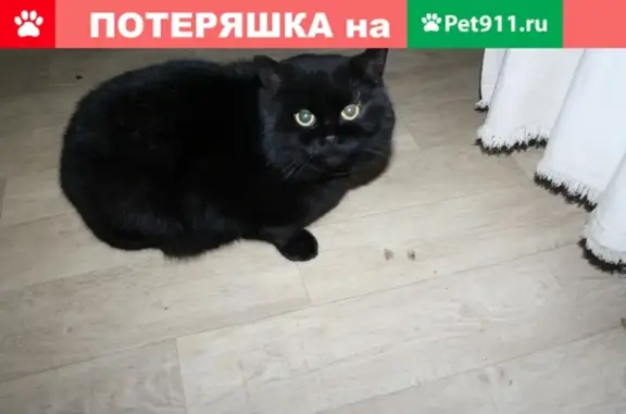 Найден черный кот в Ростове-на-Дону!