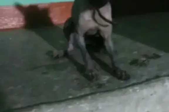 Найдена собака Цезарь в Жигулёвске