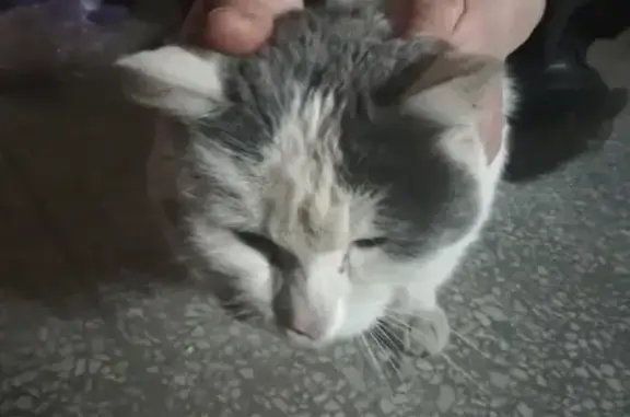 Найден котик на улице Крылова (рядом с лицеем 95)