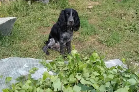 Собаки потеряшки, Большой Букор, фото: Потеряшка собака в Большом Букоре, Пермский край