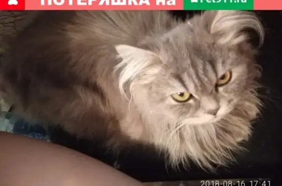 Пропала кошка Банюша на улице Пушкина