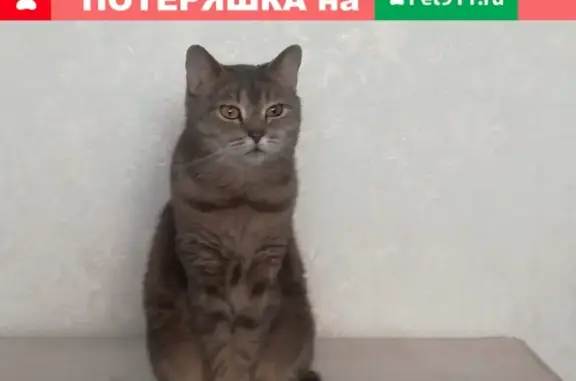 Пропала кошка в Альметьевске, ищу третий день.