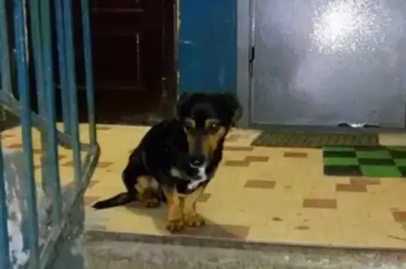 Найдена собака в Ленинском районе Воронежа