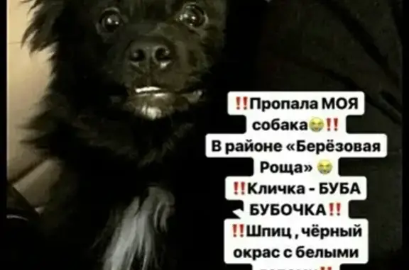 Пропала собака Буба в Воронеже, ул. Берёзовая Роща