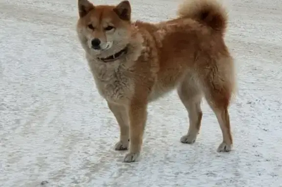 Потеряна породистая собака на Инженерной, Южно-Сахалинск