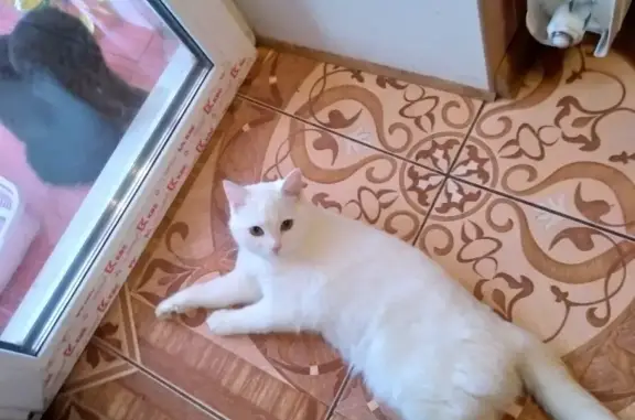 Пропала домашняя кошка в Кирове, Профсоюзная д 4 - помогите найти!