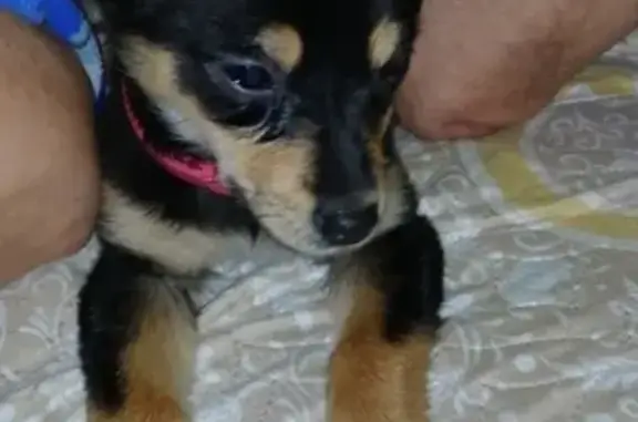 Собака найдена в Саратове, Заводском районе, 26.12.2018