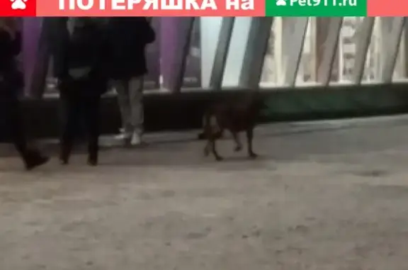 Найдена собака в СПб, Красногвардейский район, метро Ладожская
