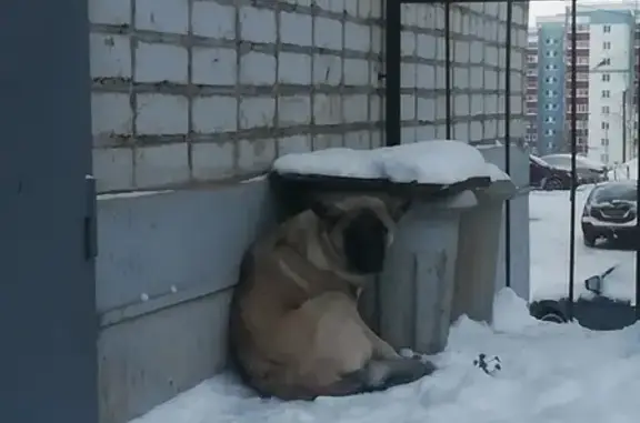 Пропала собака в Кирове, нужна помощь!