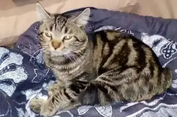 Найдена кошка в Кузнецком районе, ищем передержку или дом