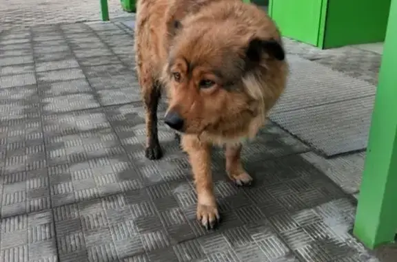 Найдена собака в Астрахани, звоните!