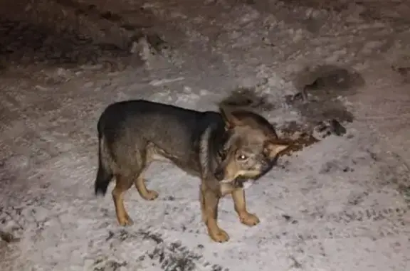 Найдена собака на Псковской 44к4, ищем хозяина!