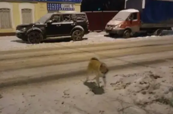 Найдена собака возле хим. училища на ул. Горького, Грязи