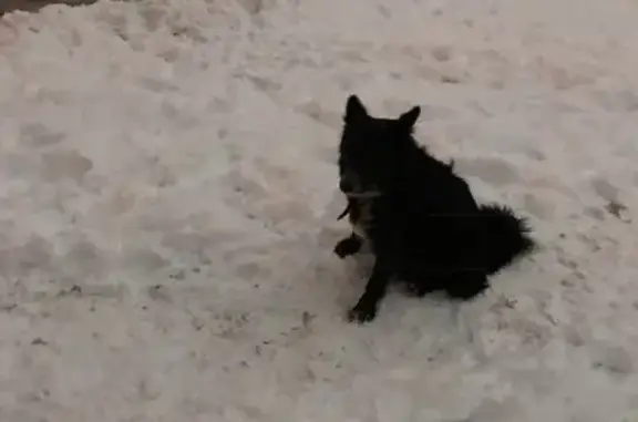 Собака-потеряшка в районе Водного стадиона (Москва, Северный АО)