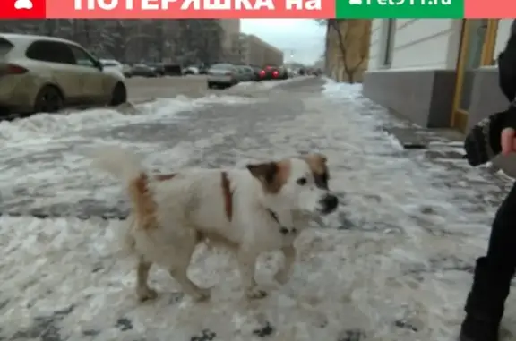 Найдена собака в Петроградском районе, СПб