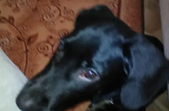 Собака найдена в Таганроге на Вишневой.