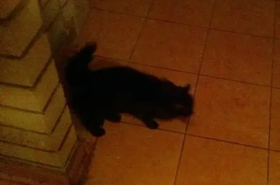 Потеряна пушистая кошка на Семенова, 5 в Саратове