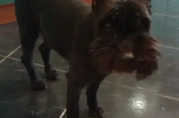 Найдена собака на Ясеневой 8 в Москве (контакт Светлана)