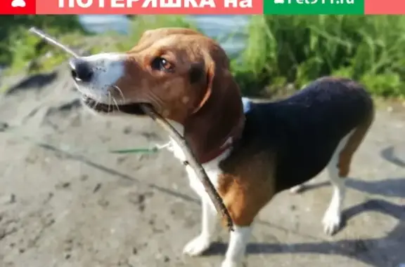 Пропала собака Дана в районе Воробьевки, Пензенская область