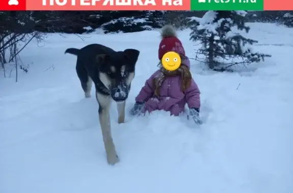 Пропала собака в Константиновке, Казань!