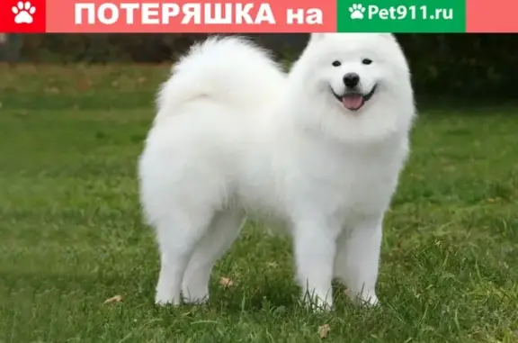 Пропала собака в Архангельске!