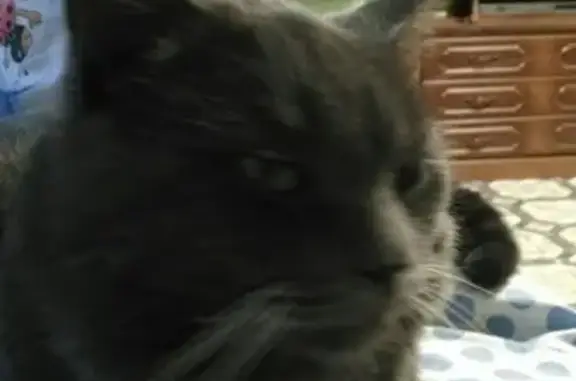 Кошки потеряшки, Сельцо, фото: Потеряшка кошка в поселке Сельцо, носящая ярко жёлтый ошейник