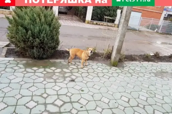 Собака найдена в Славянске-на-Кубани!