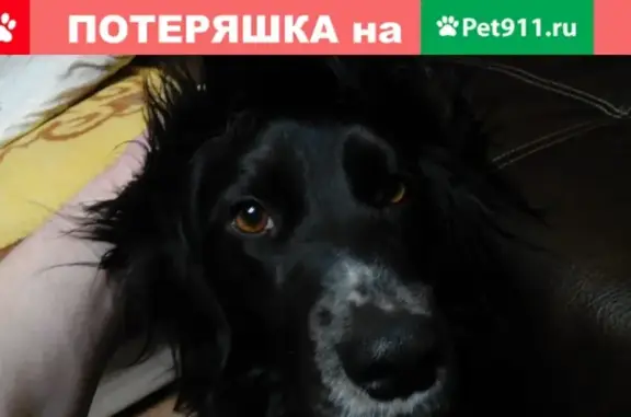 Пропала собака Саян в Новосибирске на посёлке Нефтяник