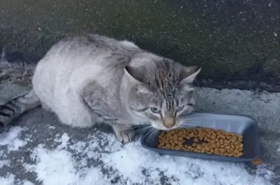Найдена кошка в СПб, Красносельский район