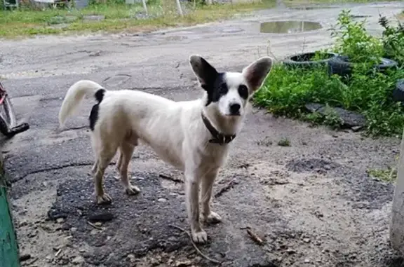 Пропала собака в Пензенском районе на реке Пенза.