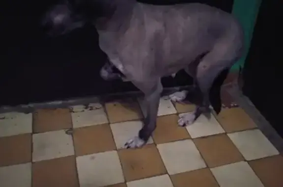 Найдена собака на улице Танковая