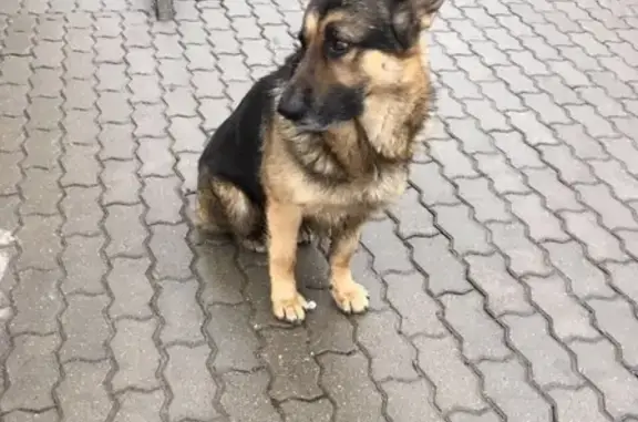 Собака на ул. Красносельской (Калининград) найдена.