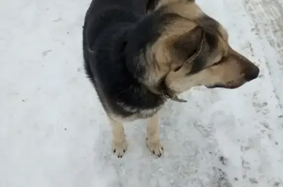 Найдена собака в Кировском районе Волгограда