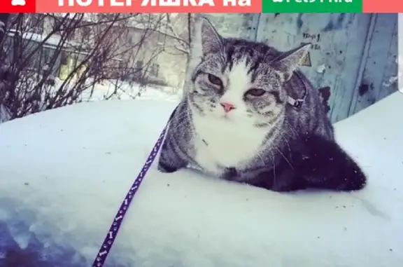 Кошки потеряшки, Новосибирск, фото: Потеряшка кошка на ул. Новая, д. 13/1. Вознаграждение 4000 рублей!