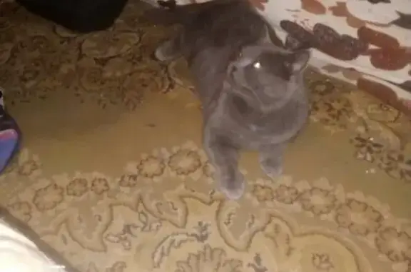Найден кот на Гоголя/карасунской в Краснодаре