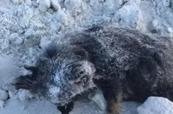 Найдена собака в Березовском, ищем передержку