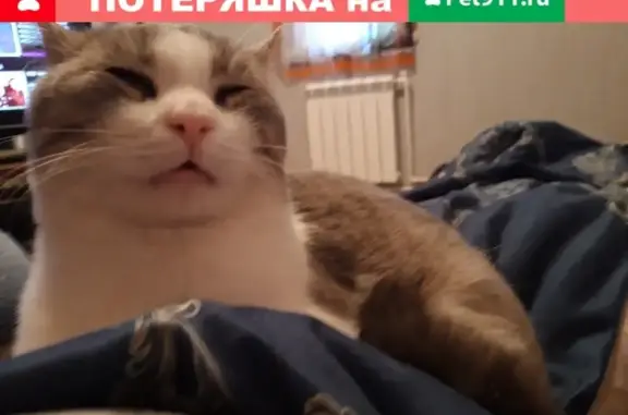 Пропал котик в Петрозаводске на Гвардейской